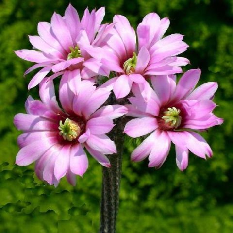 Echinocereus_poselgeri